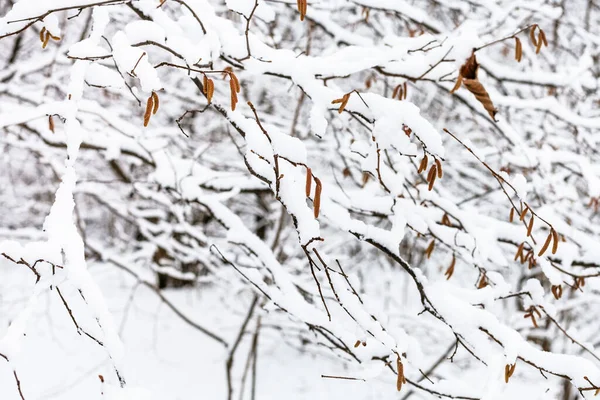 Вільніші Гілки Дерев Кошенятами Сніговому Лісі Тимірязевського Парку Москві Зимовий — стокове фото