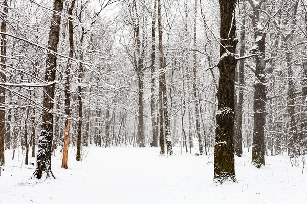 莫斯科市蒂米里耶茨基公园冬季降雪时雪地覆盖的小径 — 图库照片
