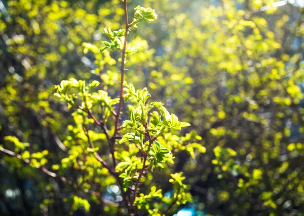 Junges Grünes Laub Beleuchtet Von Der Sonne Stadtpark Sonnigen Frühlingstagen — Stockfoto