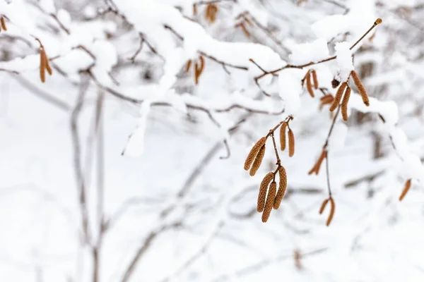 Guardanapos Amieiro Fecham Floresta Nevada Parque Timiryazevsky Cidade Moscou Dia — Fotografia de Stock