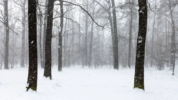 Последняя Снежная Метель Лесу Городского Парка Весной — стоковое фото