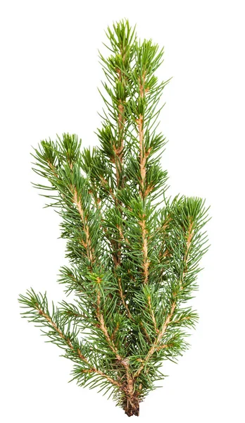 Green twig of natural spruce ( white spruce, picea glauca conica) isolated on white background — Stock Image Green Twig Natural Spruce White Spruce Picea Glauca Conica Isolated Stock Picture