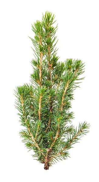 Fresh twigs of natural spruce ( white spruce, picea glauca conica) isolated on white background — Stock Image Fresh Twigs Natural Spruce White Spruce Picea Glauca Conica Isolated Stock Image