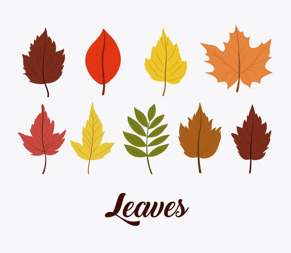 Leaves of autumn season design — Stock Vector