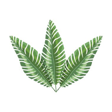 birden çok yaprakları ile yeşil şube