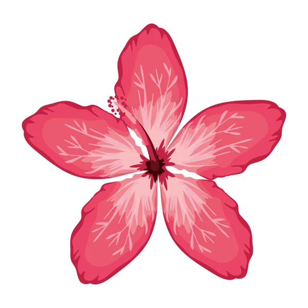 Rosa rosa chinesa com pétalas de forma oval — Vetor de Stock