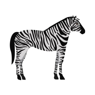 Zebra vahşi hayvan