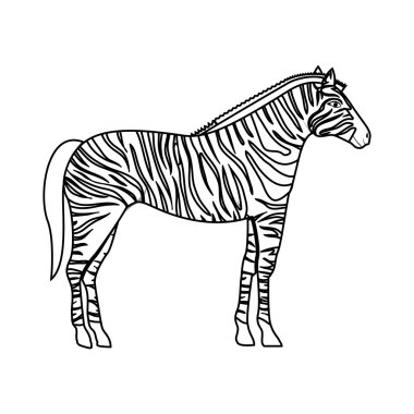 Zebra vahşi hayvan
