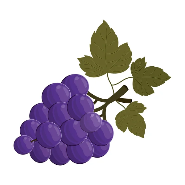 Cacho de frutos de uvas —  Vetores de Stock