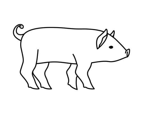 Isolated pork animal design — Stock Vector