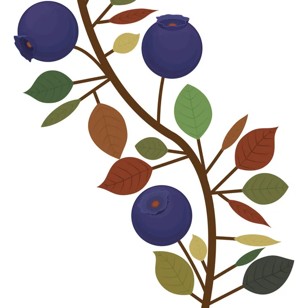 Branche gros plan avec des bleuets naturels pourpres — Image vectorielle