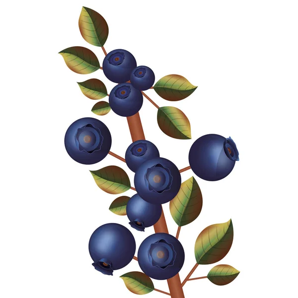 Branch with purple blueberries thick stalk — Stock Vector