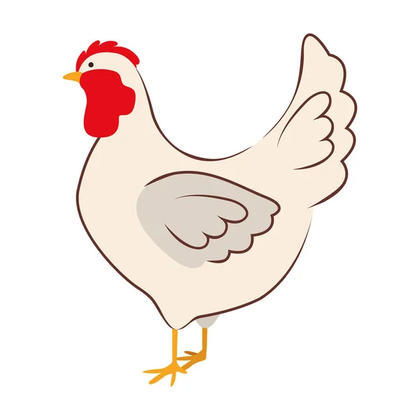 Chicken bird icon — Stock Vector