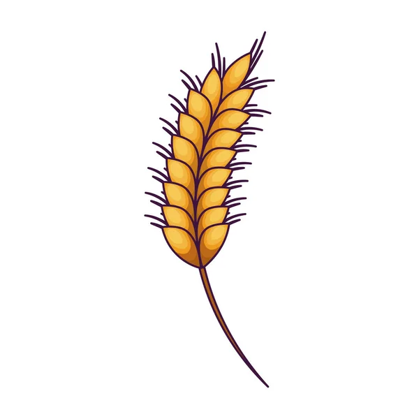 Дизайн вуха ізольованої пшениці — стоковий вектор