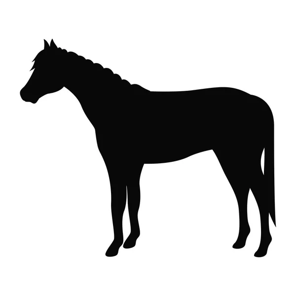 At hayvan hayvan tasarım — Stok Vektör