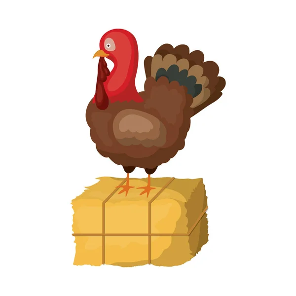 Turkije voor Thanksgiving ontwerp — Stockvector