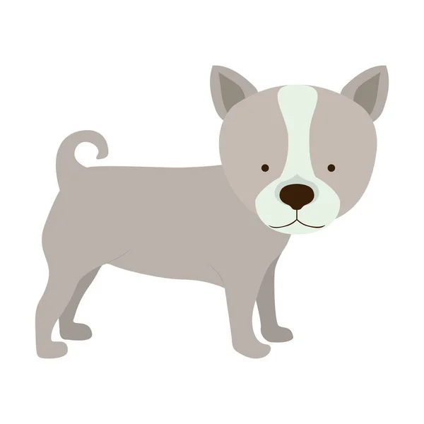 Animal de perro icono, concepto de mascota — Vector de stock