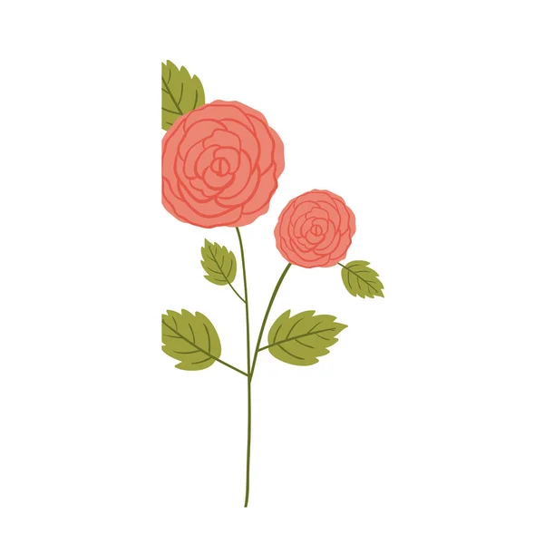 Diseño de decoración de rosas aisladas — Vector de stock