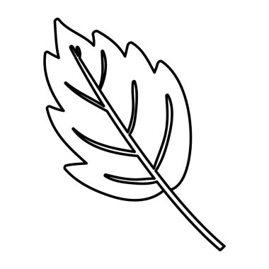İzole yaprak dekorasyon