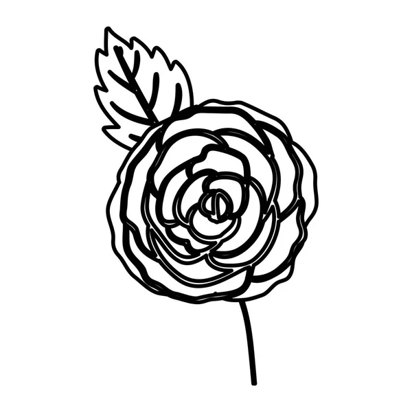 孤立的玫瑰花朵设计 — 图库矢量图片