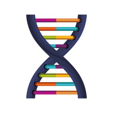 Deoksiribonükleik asit rengi üsleri ile