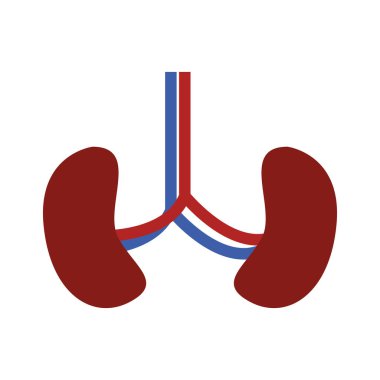 Sistem böbrekler ve damarlar ile böbrek