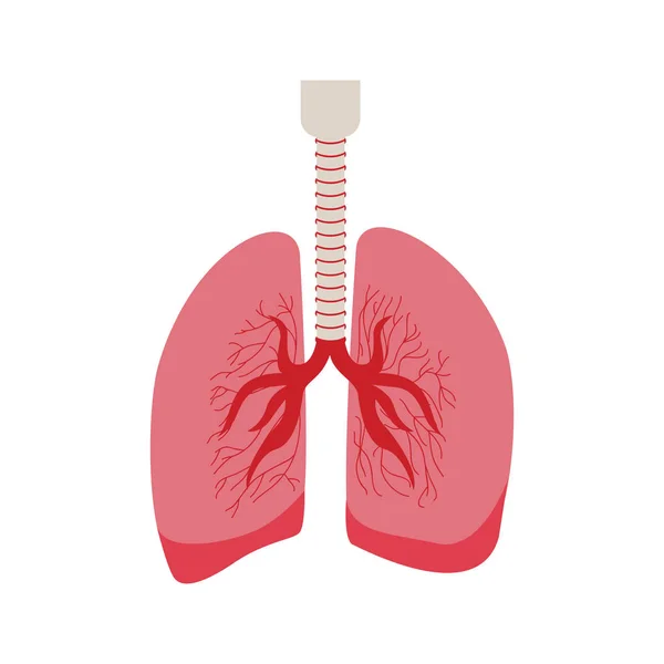 Silhueta do sistema respiratório com pulmões — Vetor de Stock