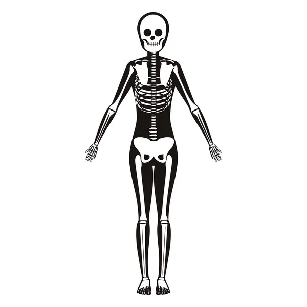 Силуэт женской системы кости с костью — стоковый вектор