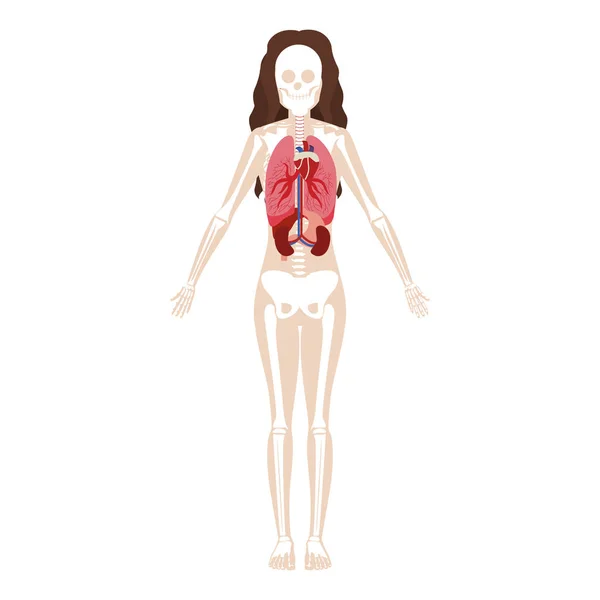 Silhouette femme avec des organes internes et des os — Image vectorielle