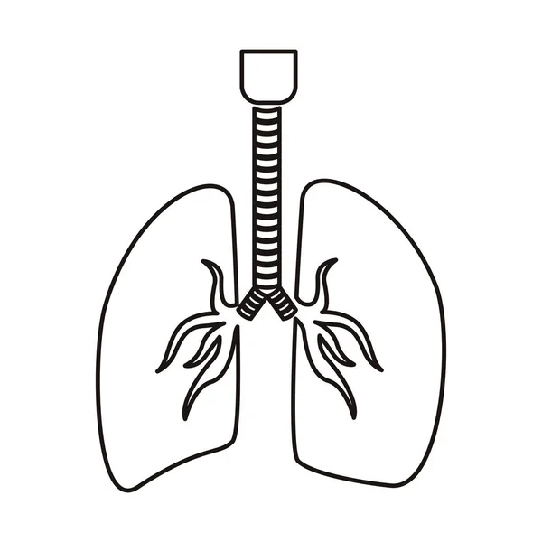 Περίγραμμα αναπνευστικό σύστημα με πνεύμονες — Διανυσματικό Αρχείο