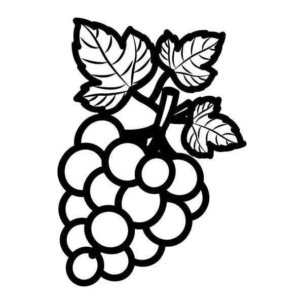 Raisins isolés conception de fruits — Image vectorielle