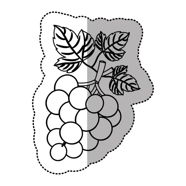 Απομονωμένη σταφύλια φρούτα σχεδιασμού — Διανυσματικό Αρχείο