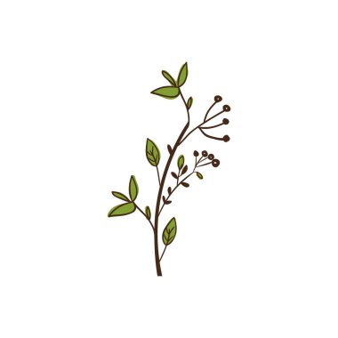 İzole yaprakları dekorasyon