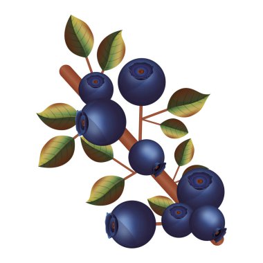 İzole yaban mersini meyve yaprakları tasarımı ile