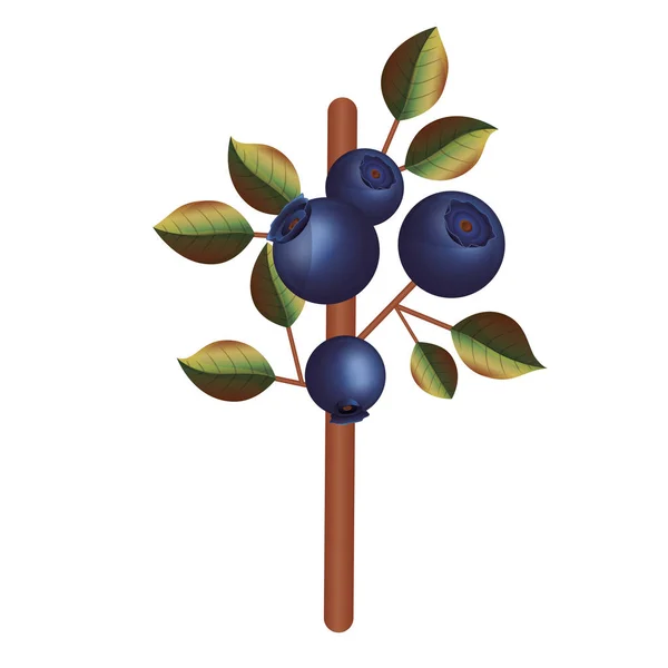Fruit de myrtille isolé avec design de feuilles — Image vectorielle