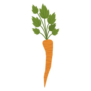 İzole havuç tasarım