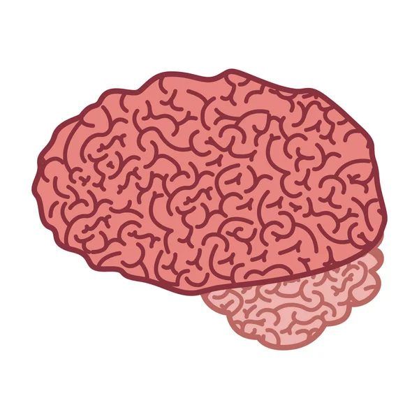 Silueta cerebral de color con vista lateral — Vector de stock