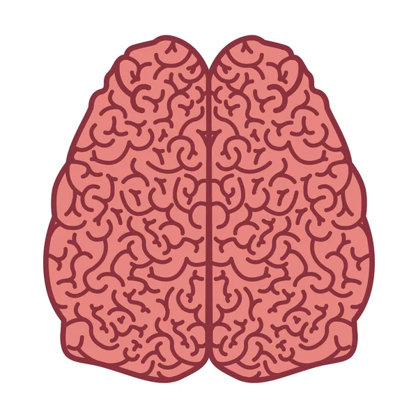 Colore della silhouette cerebrale con due emisferi cerebrali — Vettoriale Stock