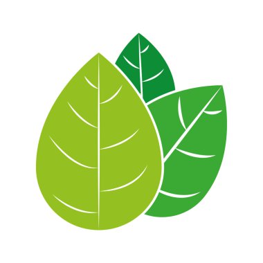 birden çok yaprakları ile yeşil şube