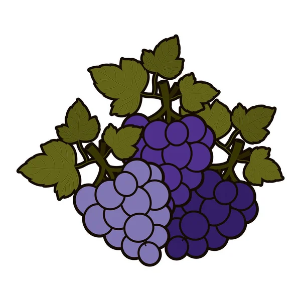 Diseño de la fruta de uvas aisladas — Vector de stock