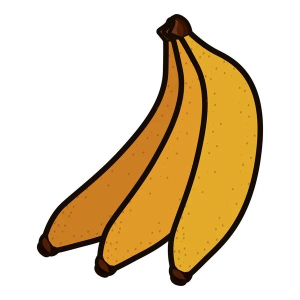 Desenho isolado de frutos de banana — Vetor de Stock