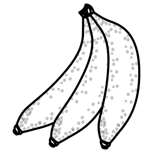 Desenho isolado de frutos de banana — Vetor de Stock