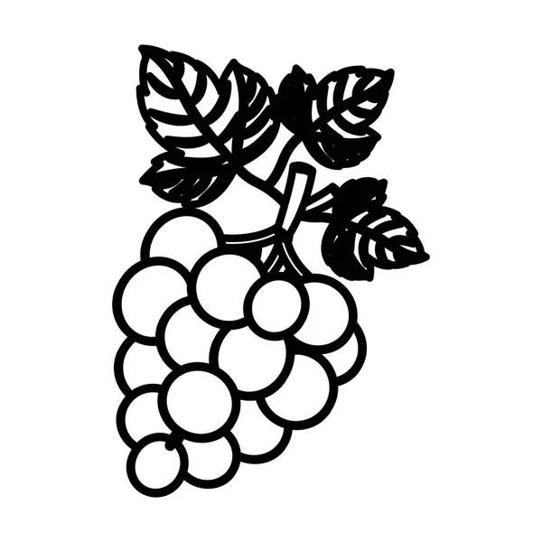 Diseño de la fruta de uvas aisladas — Vector de stock