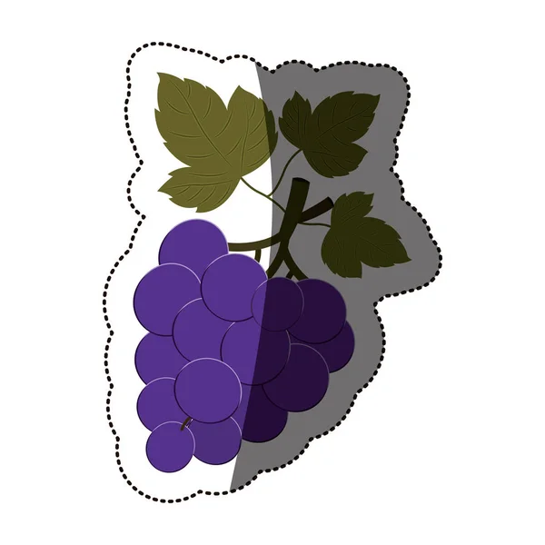 Concepção isolada de frutos de uvas —  Vetores de Stock