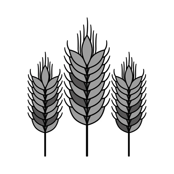 Conception isolée de l'oreille de blé — Image vectorielle