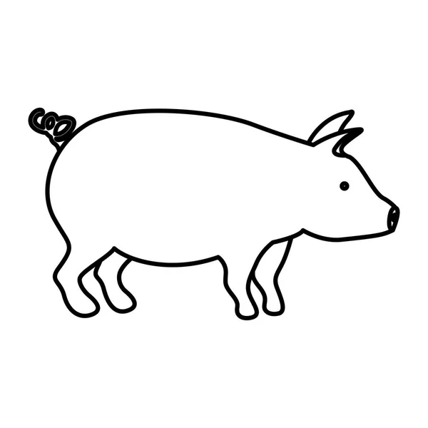 İzole domuz tasarım — Stok Vektör