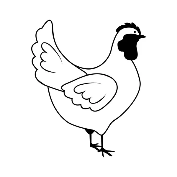 Diseño de pollo aislado — Vector de stock