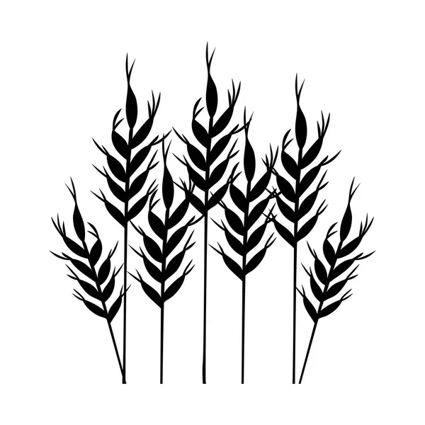 Diseño aislado de espiga de trigo — Vector de stock
