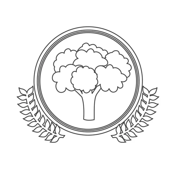 Légumes de brocoli frais — Image vectorielle