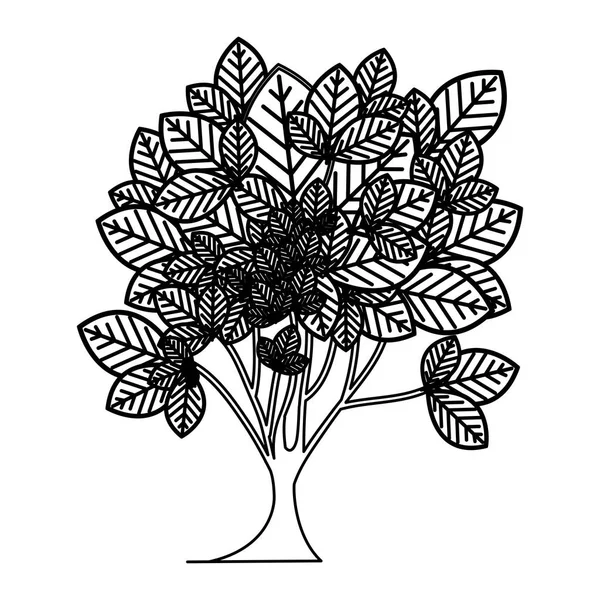 Sziluettjét lombos fa növény szerteágazó vázlat — Stock Vector